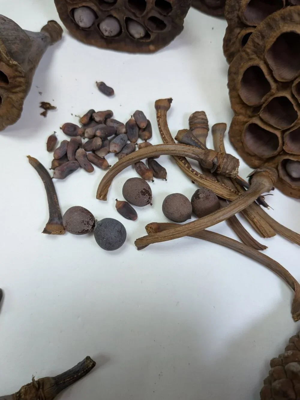 Dried Lotus Pods Pine Cones 35 pc Lot Craft Floral Arrangement Decor Botanical
